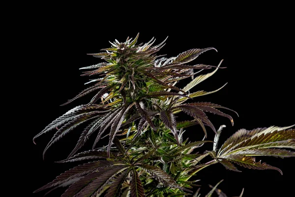 Cannabis Planta Estúdio Fotos Fundo Preto Foto Alta Qualidade Uma — Fotografia de Stock