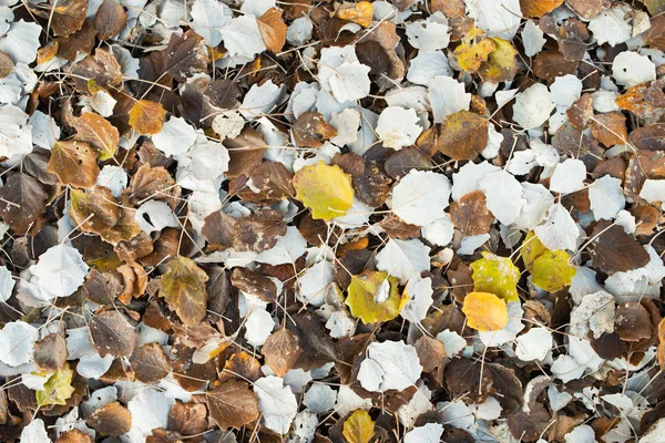 Feuilles Fond Automne Feuilles Peuplier Sur Sol — Photo