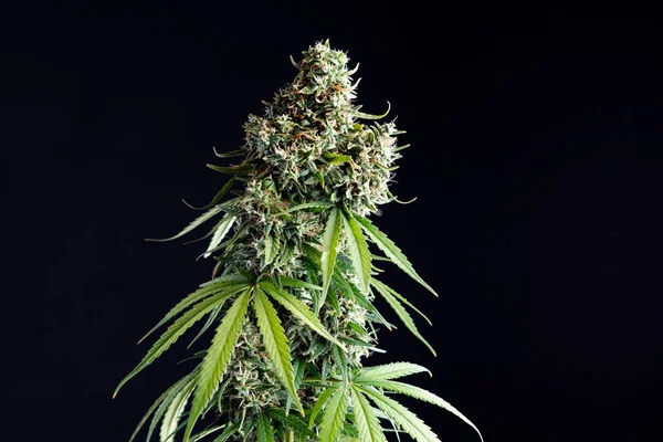 marijuana bitkisi izole siyah bir arka plan, büyük tomurcukları, kenevir sanayi, tohum ve klonlar