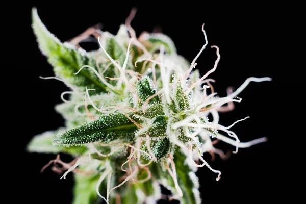 Macro Foto Cultivo Maconha Com Tricomas Cbd Thc — Fotografia de Stock