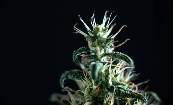 Közeli Cannabis Marihuána Bud Virág Fekete Háttér Gyönyörű Háttér Vagy — Stock Fotó