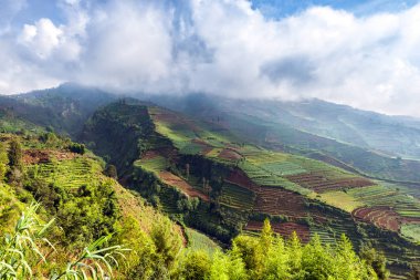 Bahçe terasları, yataklar, Endonezya, Java Adası ile güzel bir yamaç