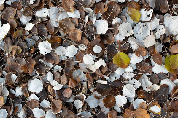 Fondo Pantalla Hojas Otoño Álamo Álamo Diseño Textura — Foto de Stock