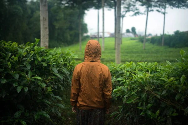 traveling in any weather, a man view from the back in tea plantations of Asia