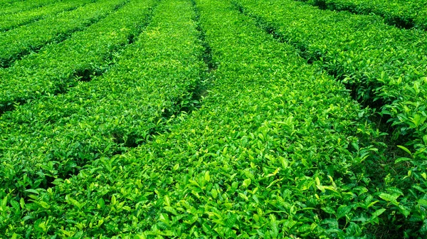 Arbustos Chá Plantações Verdes Nas Montanhas China Ceilão — Fotografia de Stock