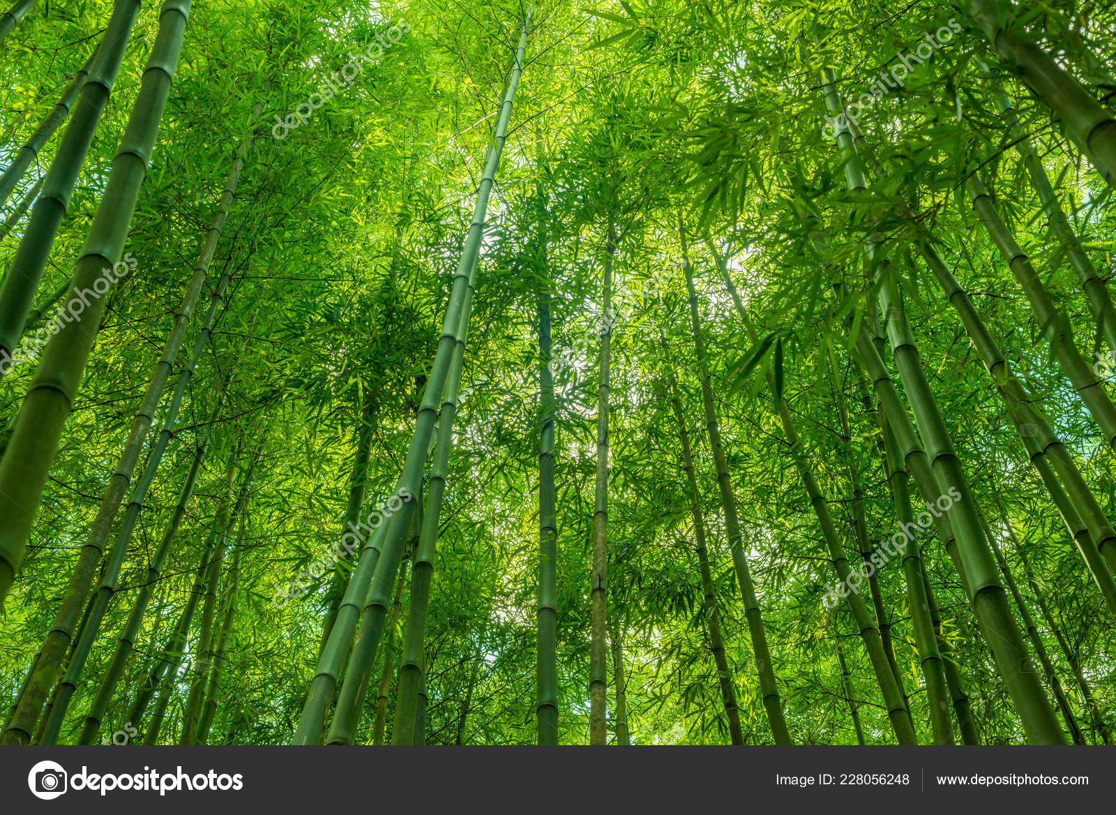 Bamboo Green Forest Wallpaper Nature