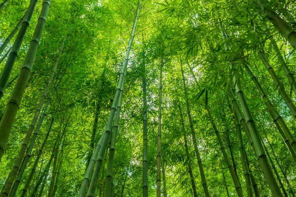 Bamboe Groen Bos Wallpaper Natuur Achtergrond — Stockfoto