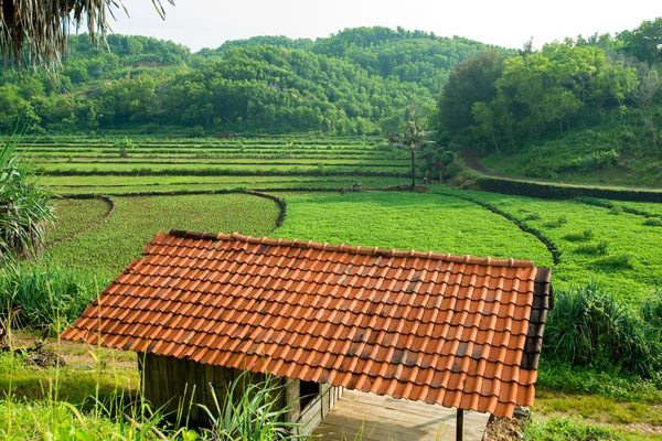 Vista Dos Campos Verdes Asiáticos Telhado Edifício — Fotografia de Stock