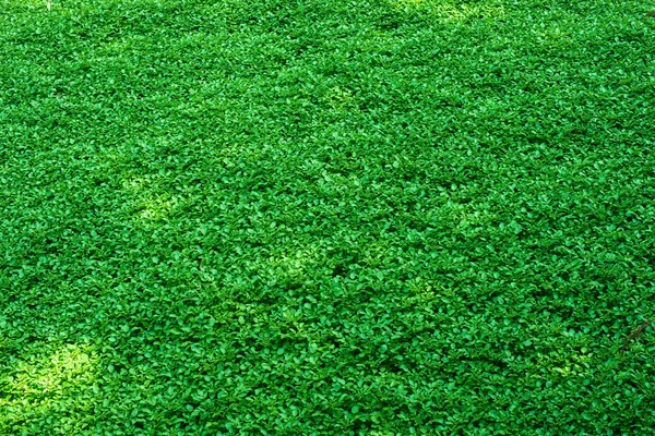 Zöld Növények Természetes Mintázat Absztrakt Levél Szőnyeg — Stock Fotó