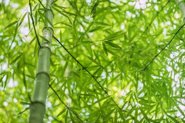 Bamboo Green Forest Wallpaper Nature Background — Stock Photo, Image