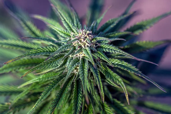 Marihuana Brote Con Tricomas Púrpura Fondo Pantalla Macro Planta — Foto de Stock