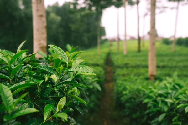 Rostoucí Zelený Čaj Listy Foto Kvalitní Čaje — Stock fotografie