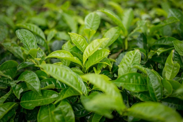 green tea leaves, bush on a tea farm in the mountains