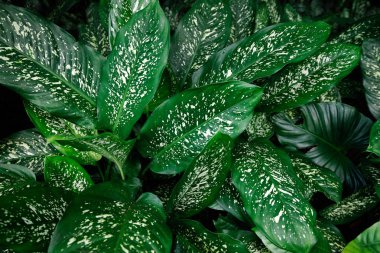 tropikal arka plan orman yeşil doğa desen doku bırakır