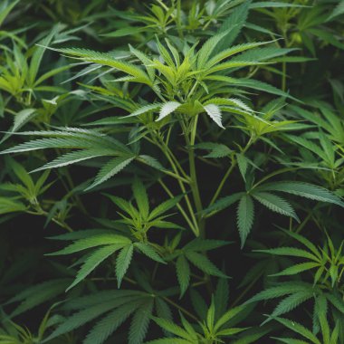 Kanada, yaprak esrar bitki çiftlik büyüyen esrar yasalaştırılması 