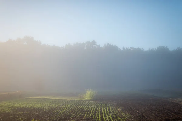 Mattina Nebbia Paesaggio Rurale Terra Natura — Foto Stock