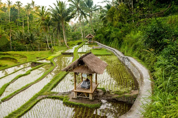 Bali Güzel Manzaralarını Pirinç Terasları Ubud Rekreasyon — Stok fotoğraf