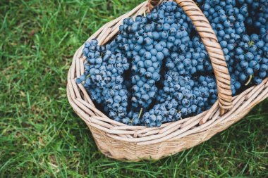 bir sepet hasat içinde mavi Şaraplık