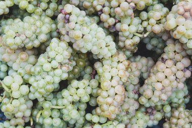 beyaz şaraplık çeşitler chardonnay arka plan yakın çekim hasat