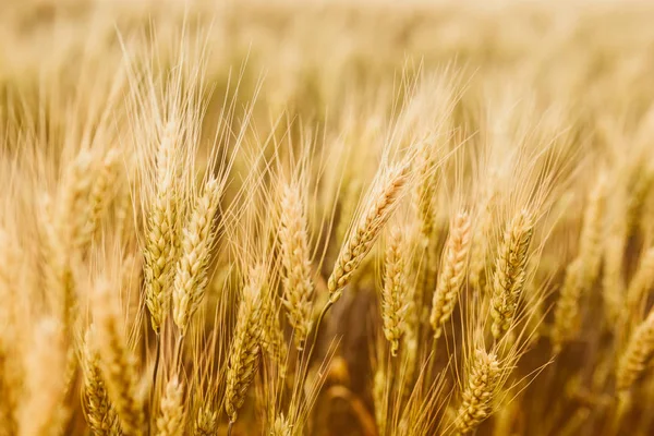 Goldene Weizenähren Auf Einem Feld Großaufnahme — Stockfoto