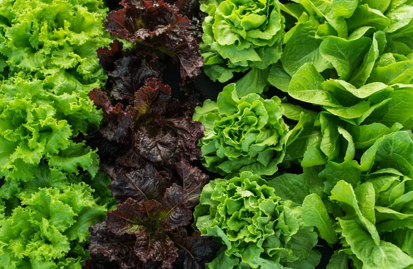 Lettuce Garden Rows Background Farm Organik — Stock Photo, Image