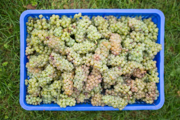 Uvas Blancas Vino Una Caja Cosechando Viñedo — Foto de Stock