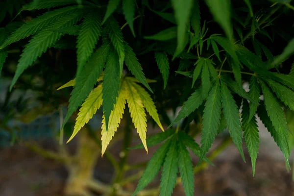 Planta Cannabis Plantas Medicinais Fazenda — Fotografia de Stock