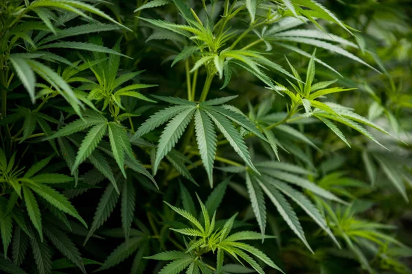марихуана растение лекарственное