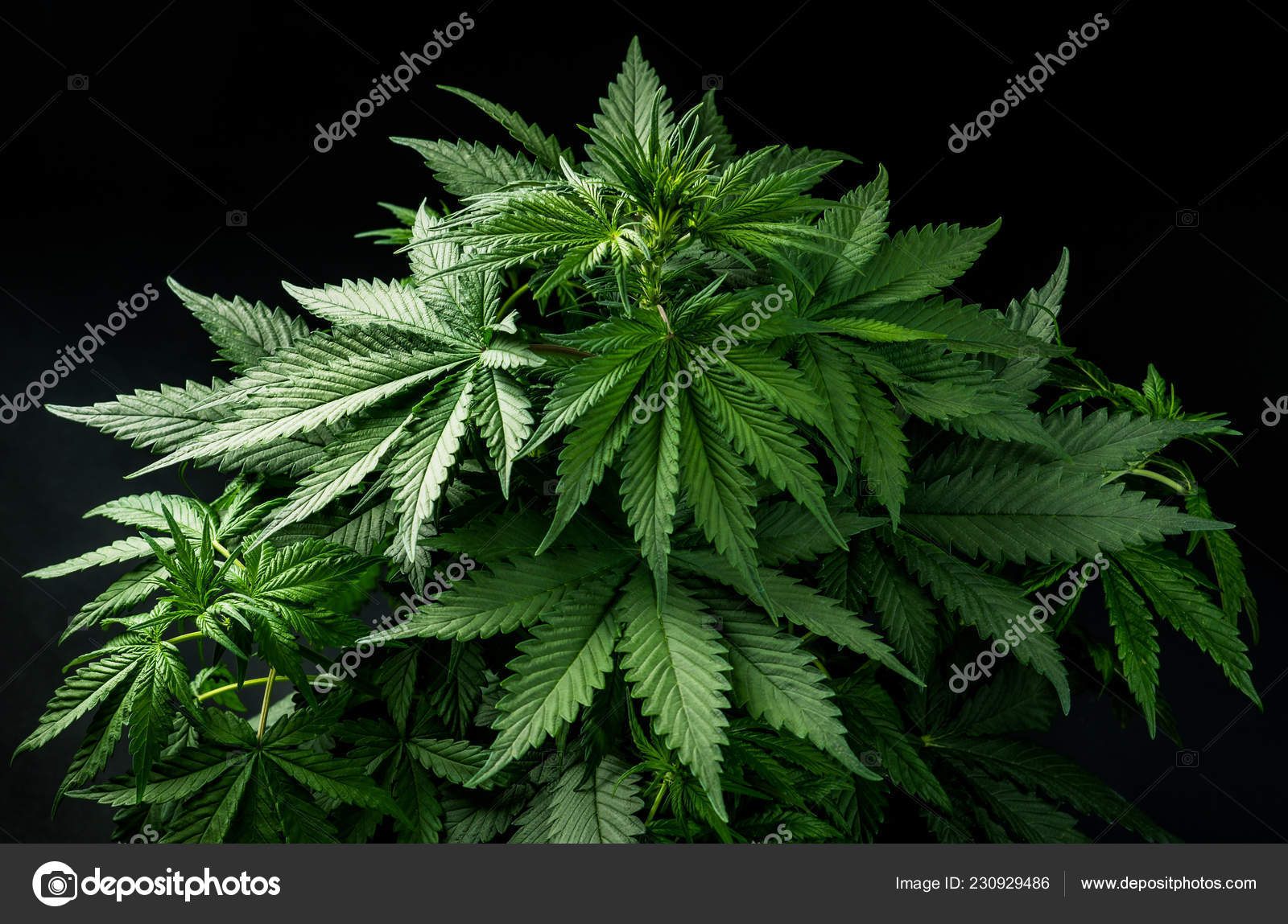 Cannabis Marijuana Plant Black Dark Isolated Background Wallpaper