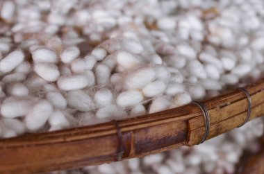 İpekböceği koza, Koza İpek Fabrikası