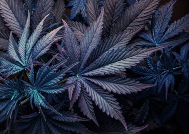 purple leaf marijuana or cannabis plant background, wallpaper or legalize clipart