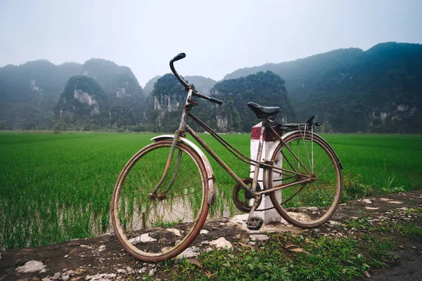 Old Bicycle Paddy Field — Stock Photo, Image