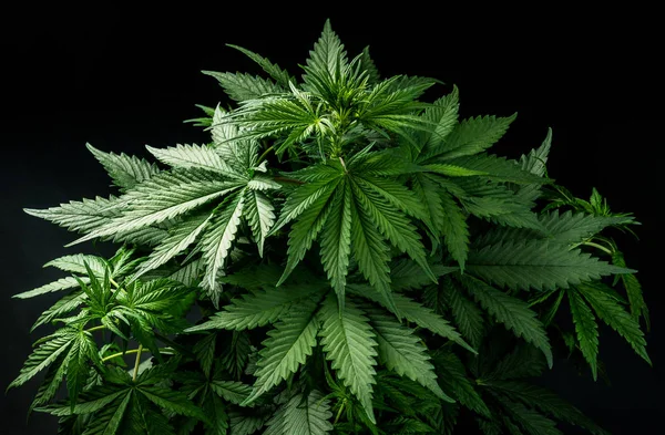 Cannabis Marijuana Växt Svart Mörka Isolerade Bakgrund Bakgrundsbild Eller Tematiska — Stockfoto