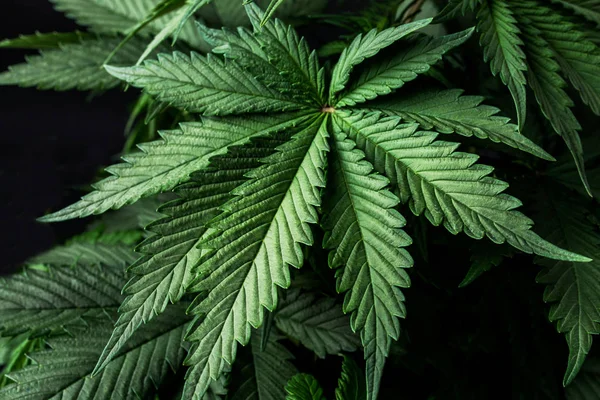 Culture Plantes Cannabis Feuilles Une Marijuana — Photo