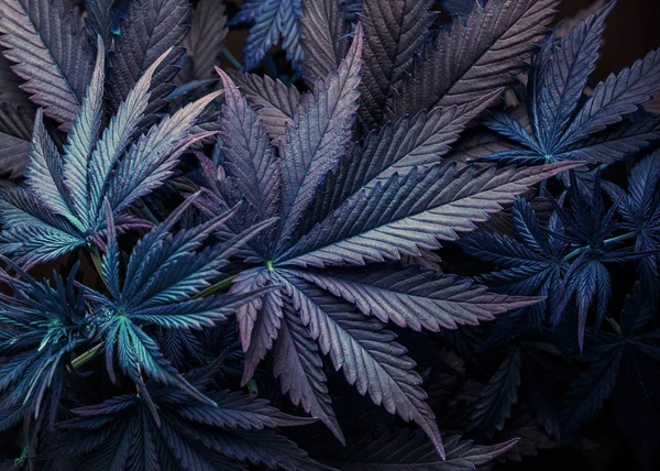 Folha Roxa Marijuana Cannabis Planta Fundo Papel Parede Legalizar — Fotografia de Stock