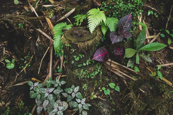 熱帯ぬれた赤道で山で暖かい森林植生 — ストック写真