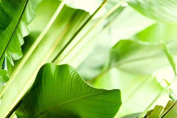 Tropical Leaves Background Nature Foliage Jungle — Stock Photo, Image