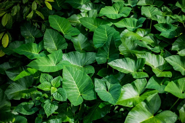 Tropikal Yaprak Doğa Doku Orman Desen Yeşil Yaprakları — Stok fotoğraf