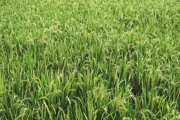 Rice Fields Spikelets Rice Plants — Stock Photo, Image