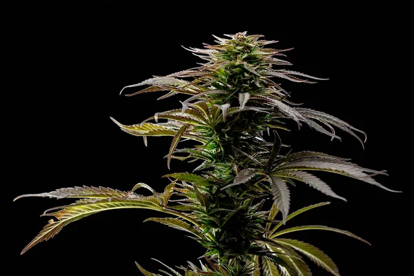 Prachtige Marihuanainstallatie Een Zwarte Achtergrond — Stockfoto