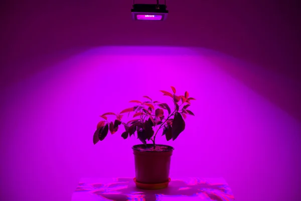 Φωτισμός Φυτών Αναπτύσσονται Κάτω Από Led — Φωτογραφία Αρχείου