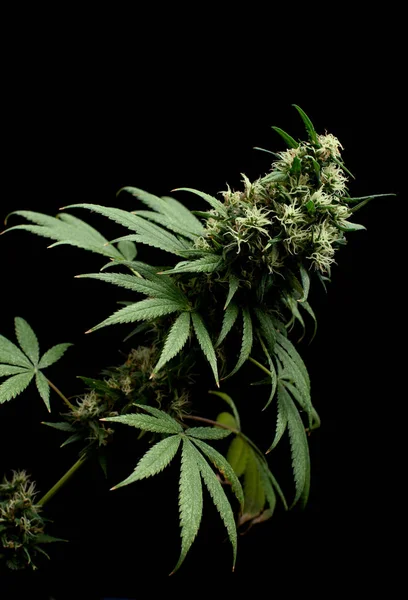 Planta Cannabis Fundo Preto Foto Estúdio — Fotografia de Stock