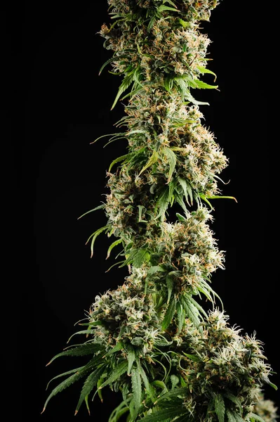 黑色背景上的大麻植物 工作室照片 在美国种植大麻 — 图库照片