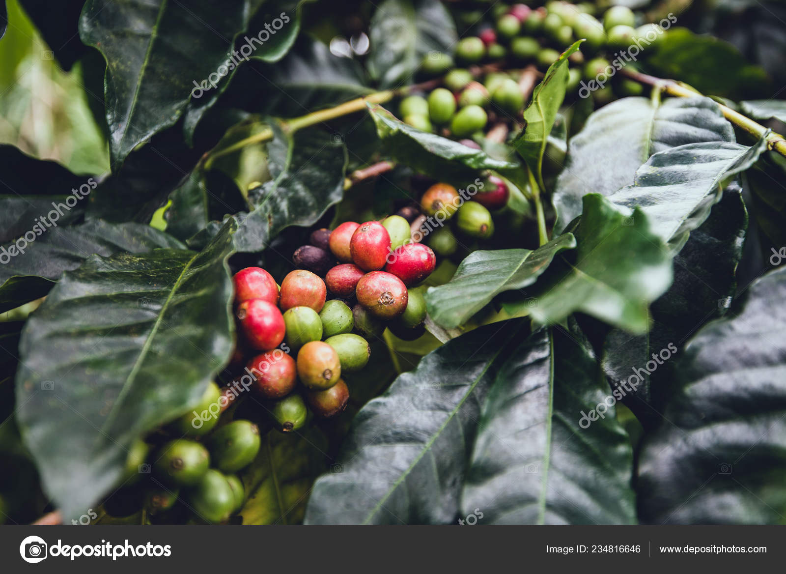 Afvige Philadelphia Læring Nature Coffee Plant Ripe Berries Stock Photo by ©Yarygin 234816646
