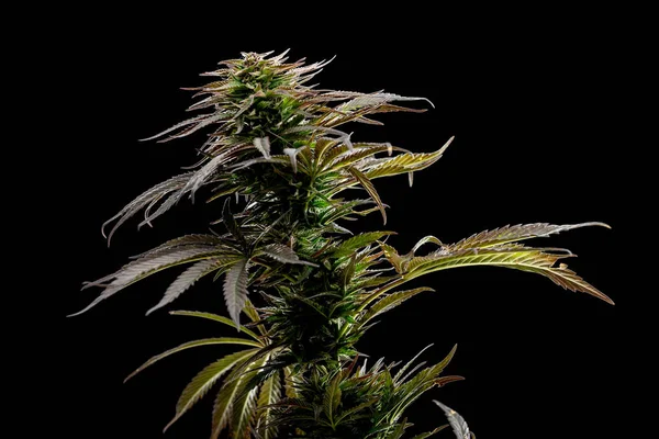 siyah bir arka plan, aydınlatma tıbbi esrar stüdyo güzel marijuana bitkisi. Yüksek kaliteli fotoğraf