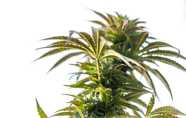Medical Cannabis Marijuana Plant Treatment America Usa Canada — Stock Photo, Image