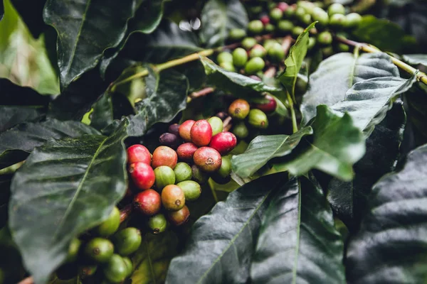 Natureza Café Planta Bagas Maduras — Fotografia de Stock