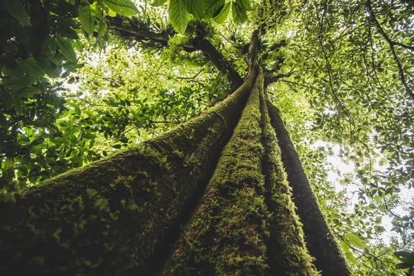 Tropikerna Skog Djungeln Träd Och Mossa — Stockfoto