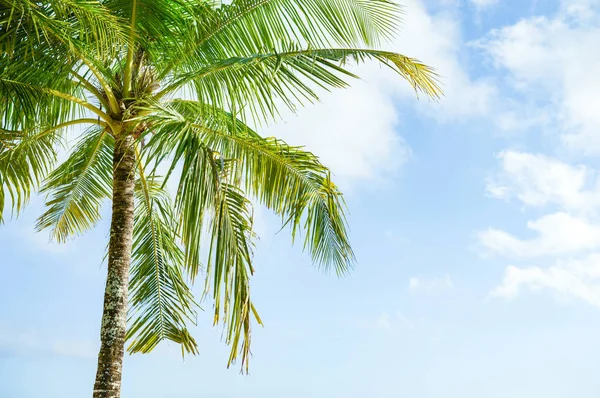 Vacation Palm Tree Shore Island Blue Sky Tropics — Stock Photo, Image