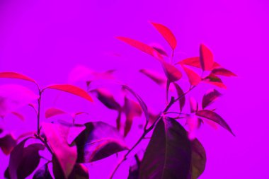 LED bitki ışık büyümek, güzel sanat fotoğraf duvar kağıdı led bitki aydınlatma